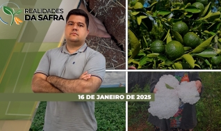 Realidades da Safra - Notícias Agrícolas
