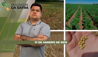 Realidades da Safra - Notícias Agrícolas