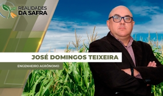 José Domingos Teixeira - Engenheiro Agrônomo