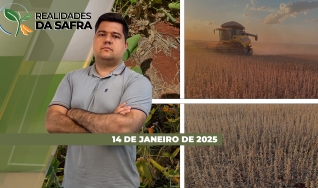 Realidades da Safra - Notícias Agrícolas