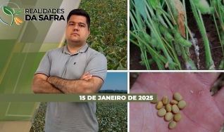 Realidades da Safra - Notícias Agrícolas