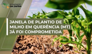 Osmar Frizzo - Produtor Rural em Querência/MT