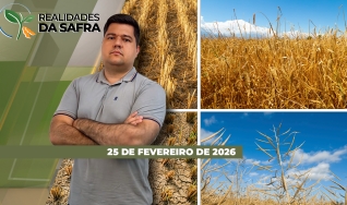 Realidades da Safra - Notícias Agrícolas
