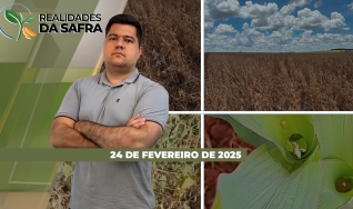 Realidades da Safra - Notícias Agrícolas
