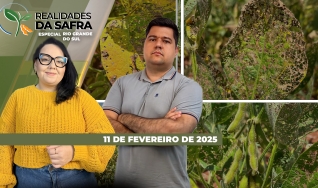 Realidades da Safra - Notícias Agrícolas