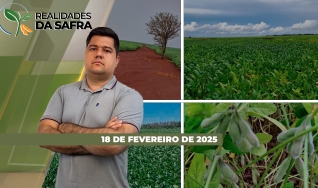 Realidades da Safra - Notícias Agrícolas
