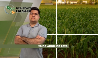 Realidades da Safra - Notícias Agrícolas