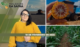 Realidades da Safra - Notícias Agrícolas