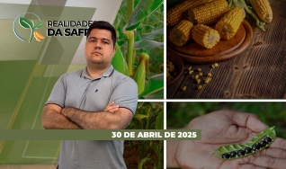 Realidades da Safra - Notícias Agrícolas