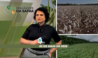 Realidades da Safra - Notícias Agrícolas
