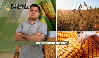 Realidades da Safra - Notícias Agrícolas