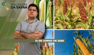 Realidades da Safra - Notícias Agrícolas