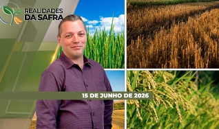Realidades da Safra - Notícias Agrícolas