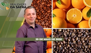 Realidades da Safra - Notícias Agrícolas