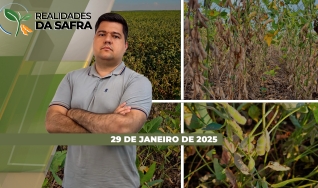 Realidades da Safra - Notícias Agrícolas