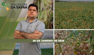 Realidades da Safra - Notícias Agrícolas