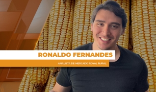 Ronaldo Fernandes - Analista de Mercado Royal Rural