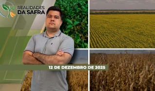 Realidades da Safra - Notícias Agrícolas