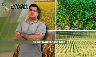 Realidades da Safra - Notícias Agrícolas