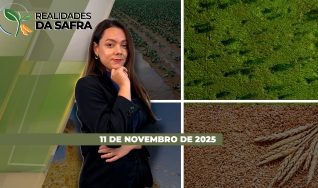 Realidades da Safra - Notícias Agrícolas