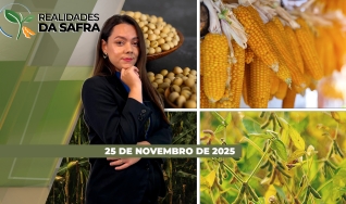 Realidades da Safra - Notícias Agrícolas