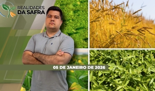 Realidades da Safra - Notícias Agrícolas