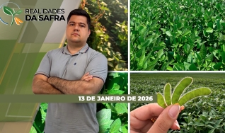 Realidades da Safra - Notícias Agrícolas