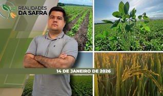 Realidades da Safra - Notícias Agrícolas