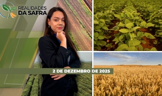 Realidades da Safra - Notícias Agrícolas