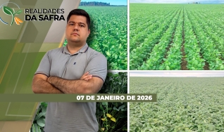 Realidades da Safra - Notícias Agrícolas