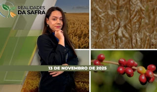 Realidades da Safra - Notícias Agrícolas
