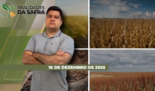 Realidades da Safra - Notícias Agrícolas