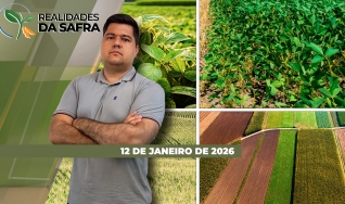 Realidades da Safra - Notícias Agrícolas