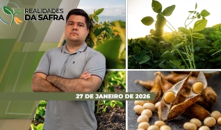 Realidades da Safra - Notícias Agrícolas