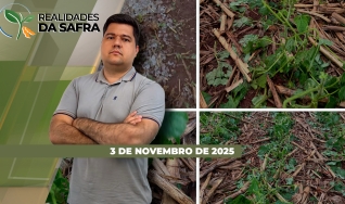 Realidades da Safra - Notícias Agrícolas