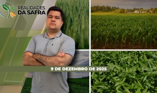 Realidades da Safra - Notícias Agrícolas