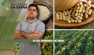 Realidades da Safra - Notícias Agrícolas