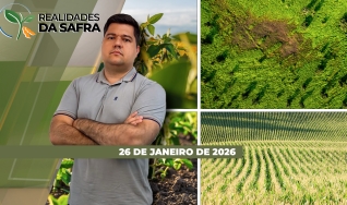 Realidades da Safra - Notícias Agrícolas