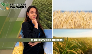 Realidades da Safra - Notícias Agrícolas