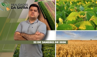 Realidades da Safra - Notícias Agrícolas