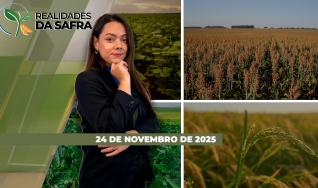 Realidades da Safra - Notícias Agrícolas