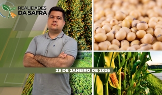 Realidades da Safra - Notícias Agrícolas