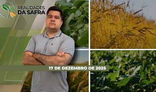 Realidades da Safra - Notícias Agrícolas