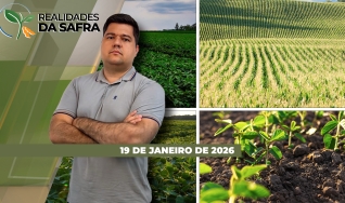 Realidades da Safra - Notícias Agrícolas