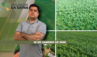 Realidades da Safra - Notícias Agrícolas