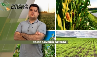 Realidades da Safra - Notícias Agrícolas