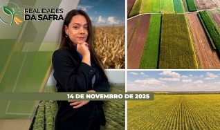 Realidades da Safra - Notícias Agrícolas