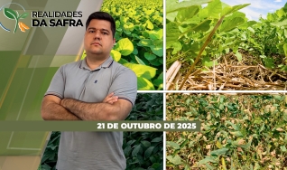 Realidades da Safra - Notícias Agrícolas
