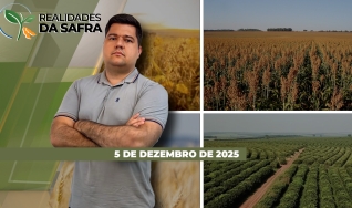 Realidades da Safra - Notícias Agrícolas