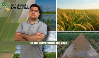Realidades da Safra - Notícias Agrícolas